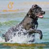 Dog Training Collar Ip67 Waterproof Rechargeable Dog Shock Collar W/ 1640Ft Remote Range Beep Vibration Shock 3 Training Modes