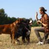 Ipx7 Waterproof Electric Dog Training Collar Rechargeable Receiver Beep Vibration Shock For Small Medium Large Dogs