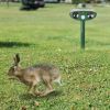 Solar Ultrasonic Animal Repeller Pir Motion Sensor Animal Repellent Chaser Ipx4 Waterproof For Farm Garden Yard To Drive Raccoon Squirrel Rat Skunk Ra