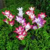 2Pcs Solar Garden Lights Outdoor Lily Flower Led Light 7-Color Changing Ip65 Waterproof Pathway Stake Lights Patio Decorative For Garden Patio Yard Wa