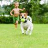 Electric Dog Training Collar Rechargeable Receiver Beep Shock For Small Medium Large Dogs