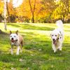 Electric Dog Training Collar Rechargeable Receiver Beep Shock For Small Medium Large Dogs