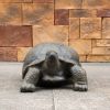 Turtle Garden Sculpture, Magnesium Oxide Outdoor Statue