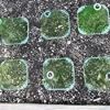 Reusable Square plant bellows to protect plants from birds Frost Snail damage Green