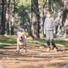 Wireless Gps Dog Fence Rechargeable Ipx7 Waterproof Electric Dog Collar 98-3280Ft Radius Pet Containment System Outdoor For Small Medium Large Dogs