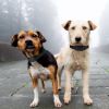 990Ft Radius Dog Training Collar Wireless Fence Ipx6 Waterproof Pet Beep Vibration Electric Shock Fence System 3 Channels Rechargeable Transmitter Rec
