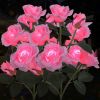 Solar Rose Lights Outdoor, 2 Pack with 14 Rose Flowers Waterproof Color Changing LED Flower Lights, Solar Powered Garden Stakes for Yard, Patio