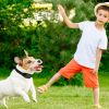 990Ft Radius Dog Training Collar Wireless Fence Ipx6 Waterproof Pet Beep Vibration Electric Shock Fence System 3 Channels Rechargeable Transmitter Rec